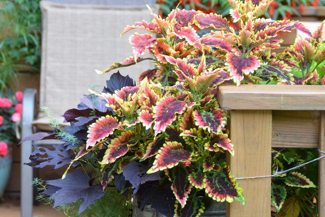 Coleus Several Types In My Garden Susan Martin