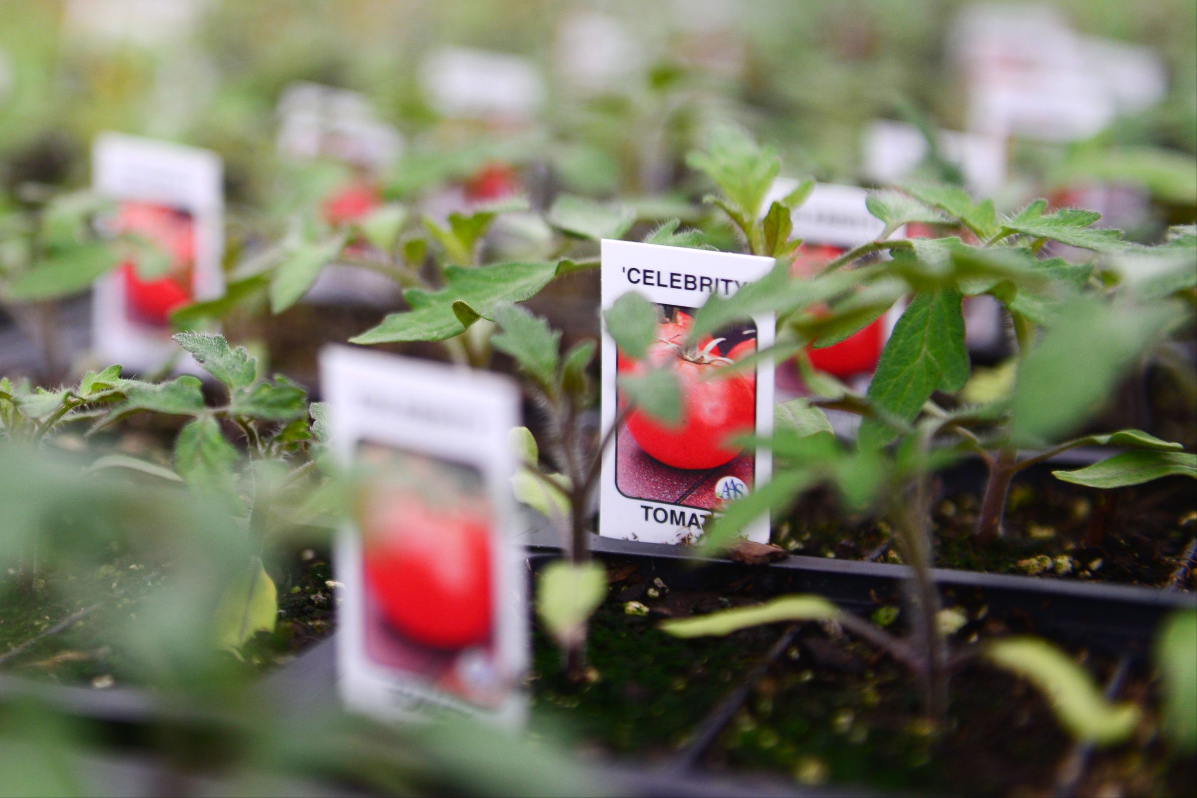 Deciphering Tomato Plant Tags: What Do Those Codes Mean?