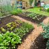 Should I Rotate Crops in My Vegetable Garden?