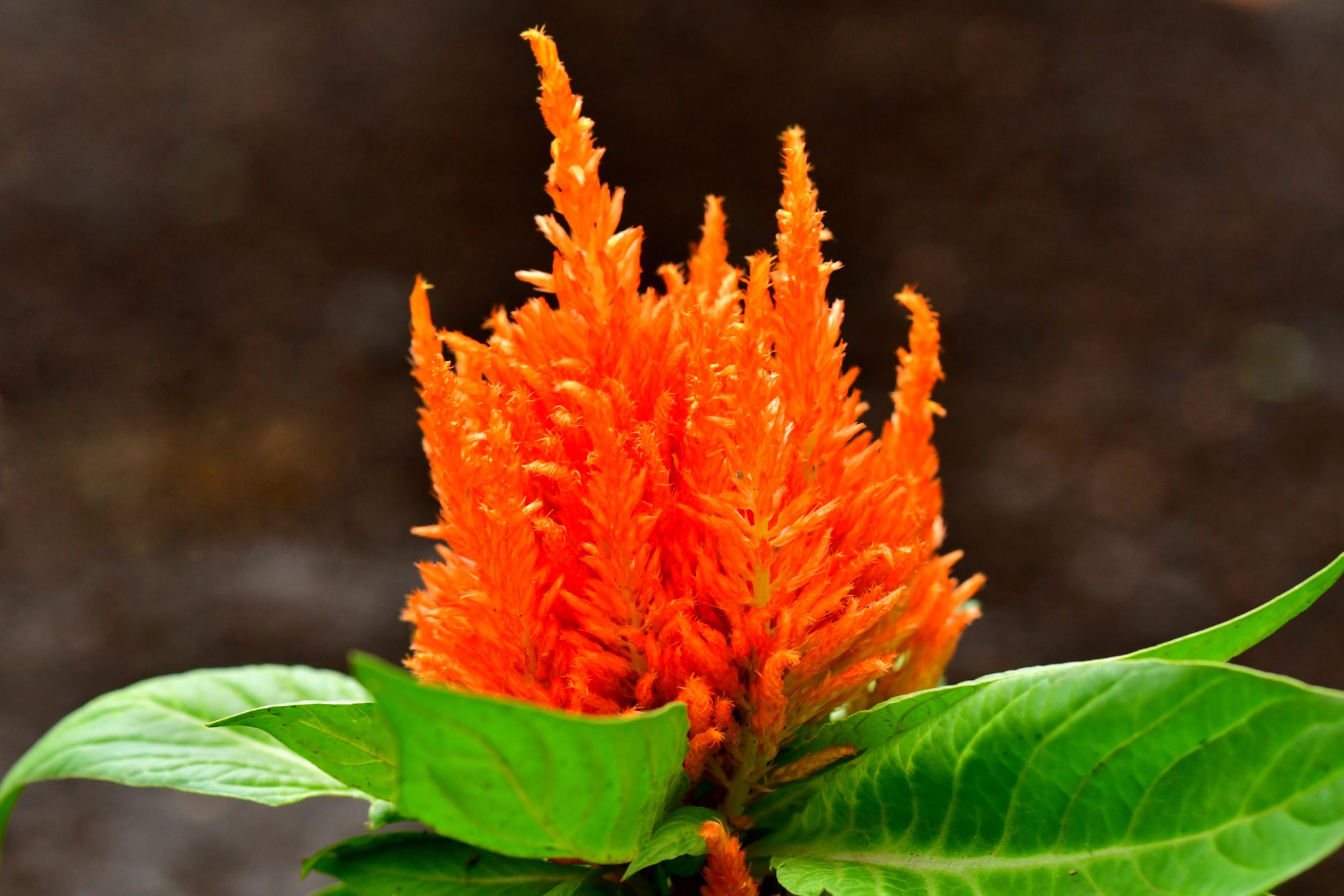 close up of orange Celosia argentea flower