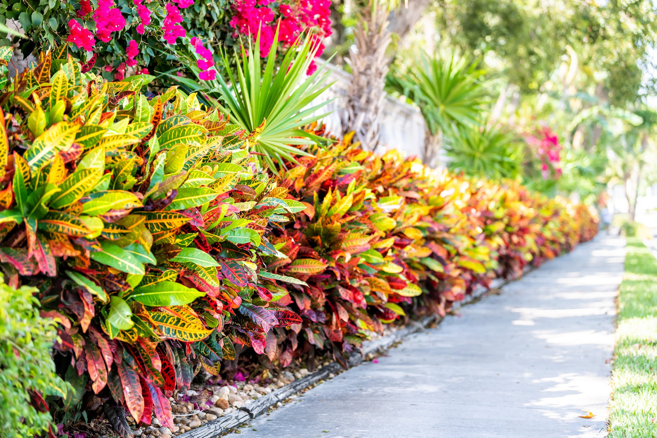 Vibrant codiaeum variegatum, petra croton, variegated plant leaf, leaves, landscaped garden, landscaping wall, outside, outdoor street, green grass, road, street sidewalk in tropical Florida keys