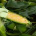 How To Grow Corn in Your Backyard Garden