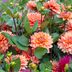 How To Grow Dahlias