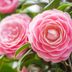 10 Types of Flowers to Spruce Up Your Garden