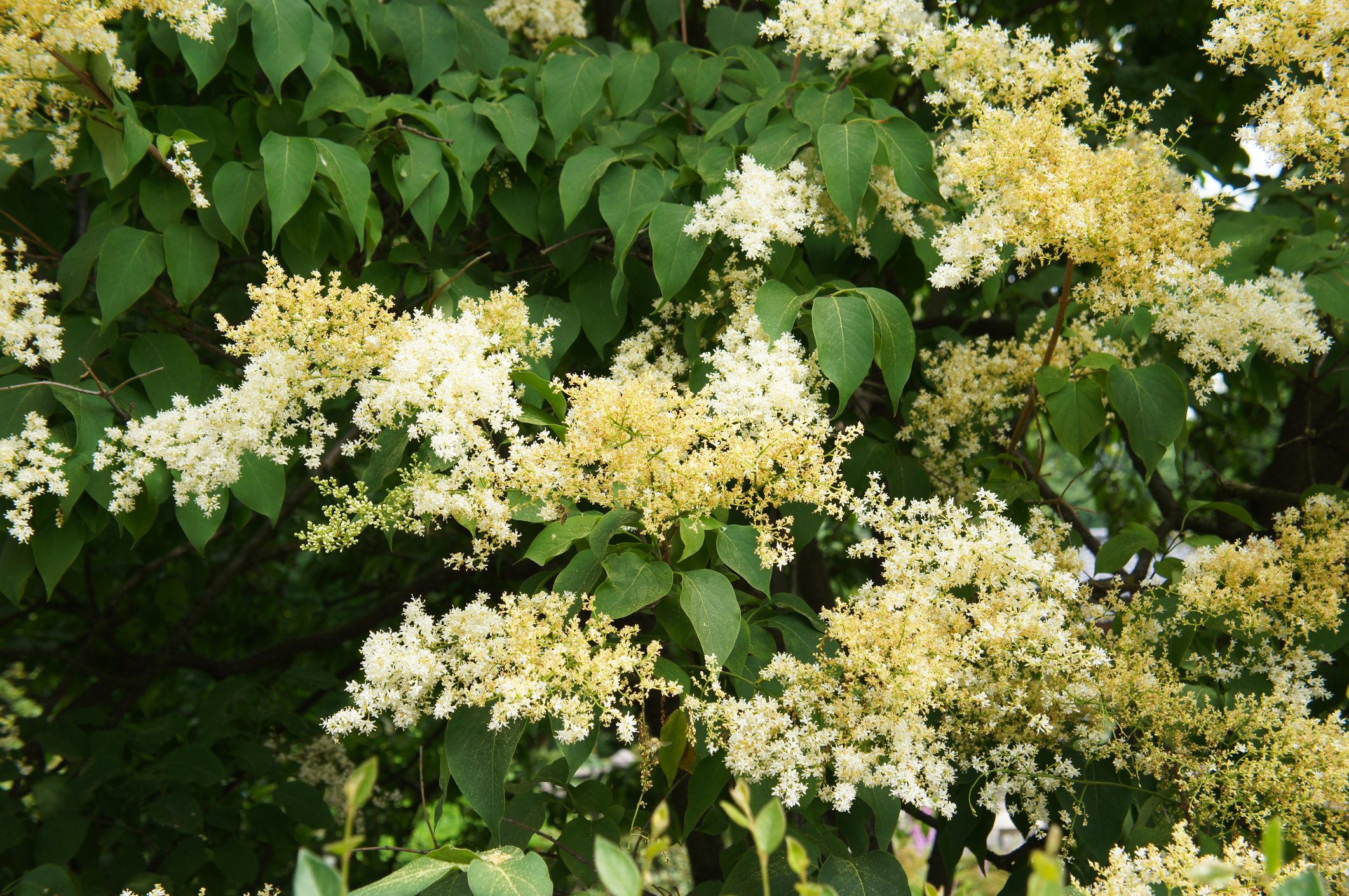 Syringa reticulata japanese tree lilac blooming plant