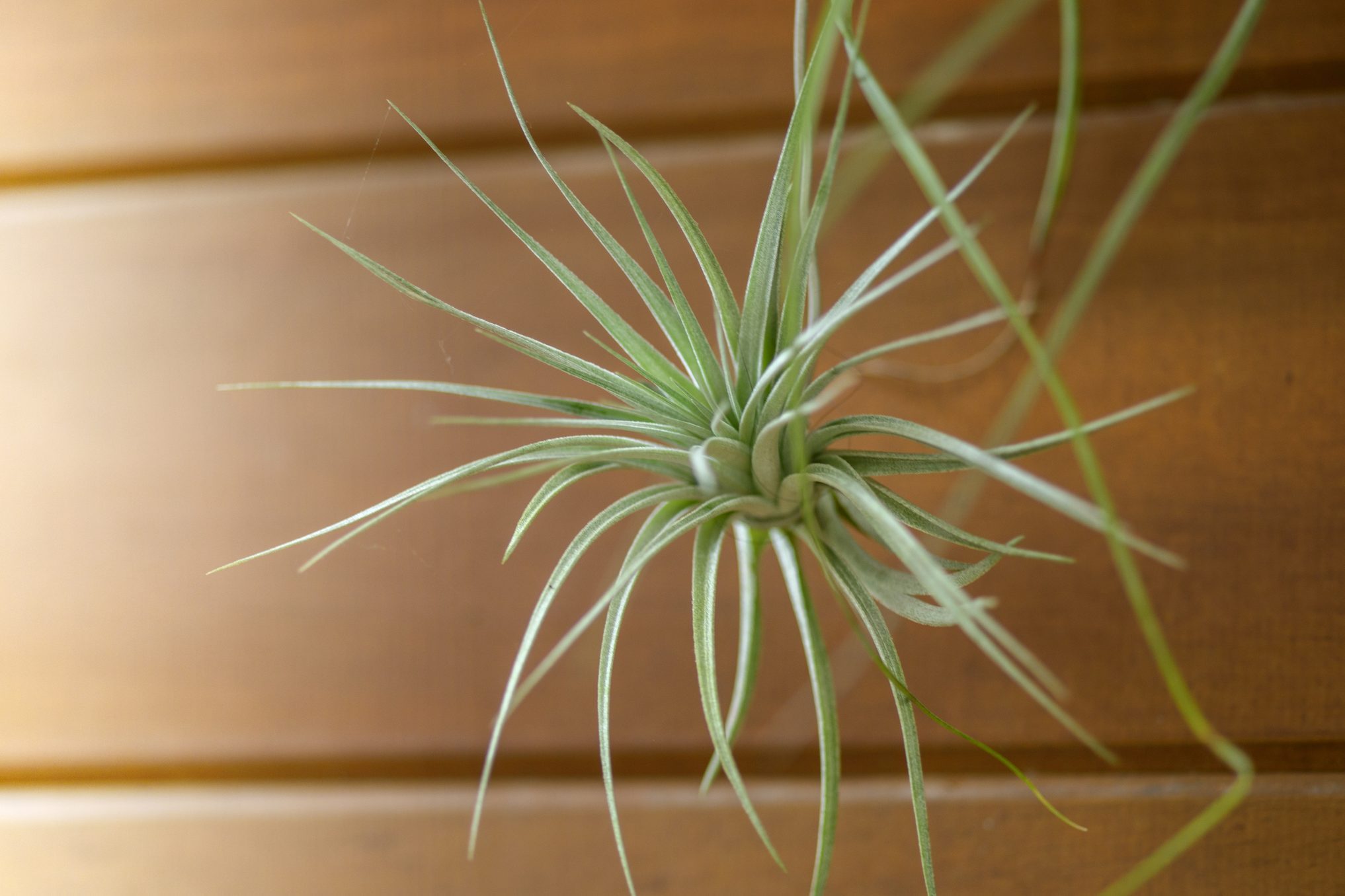 Tillandsia in basket on morning nature background