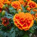 12 Orange Flowers To Grow in Your Garden