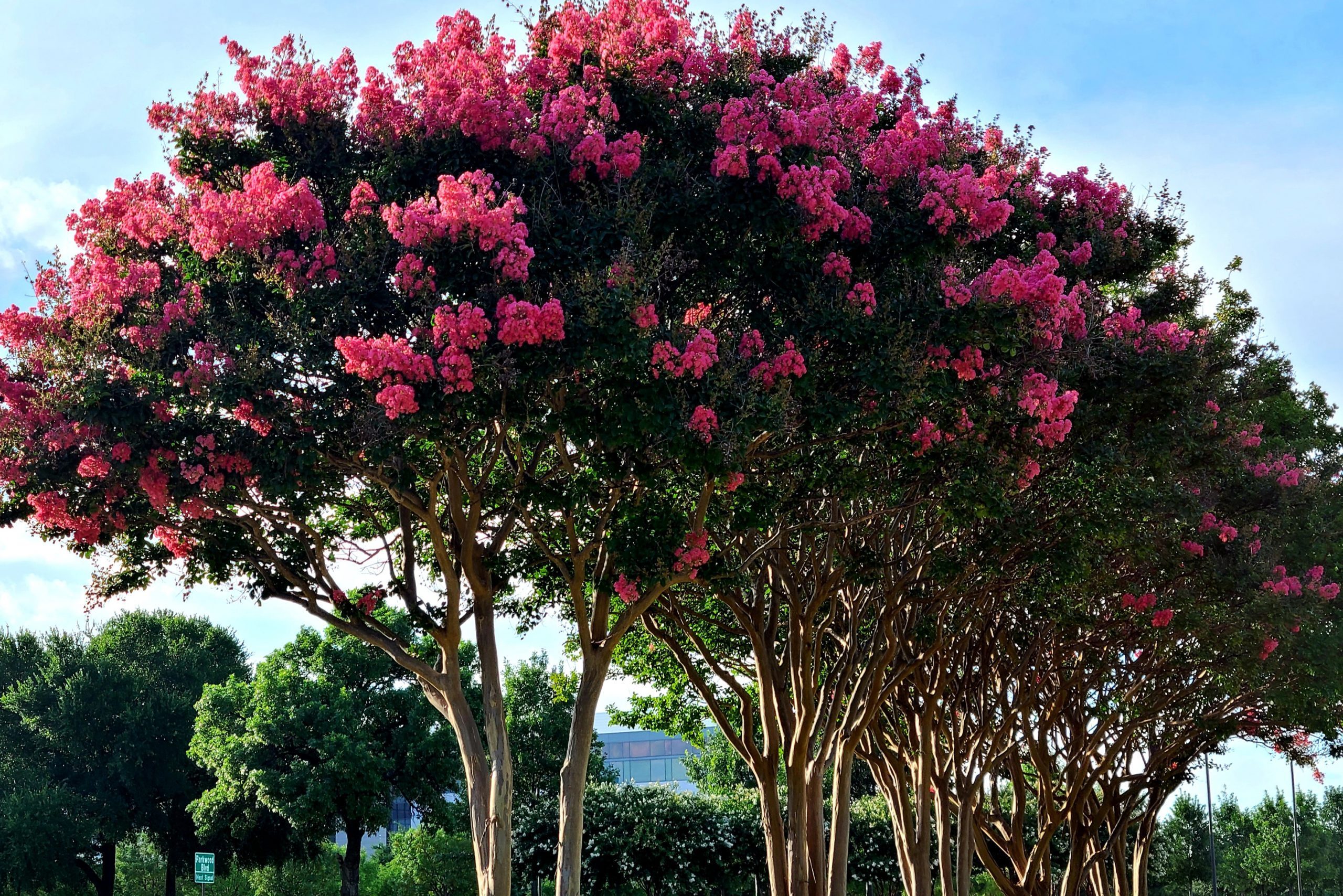 Crepe Myrtles in full bloom