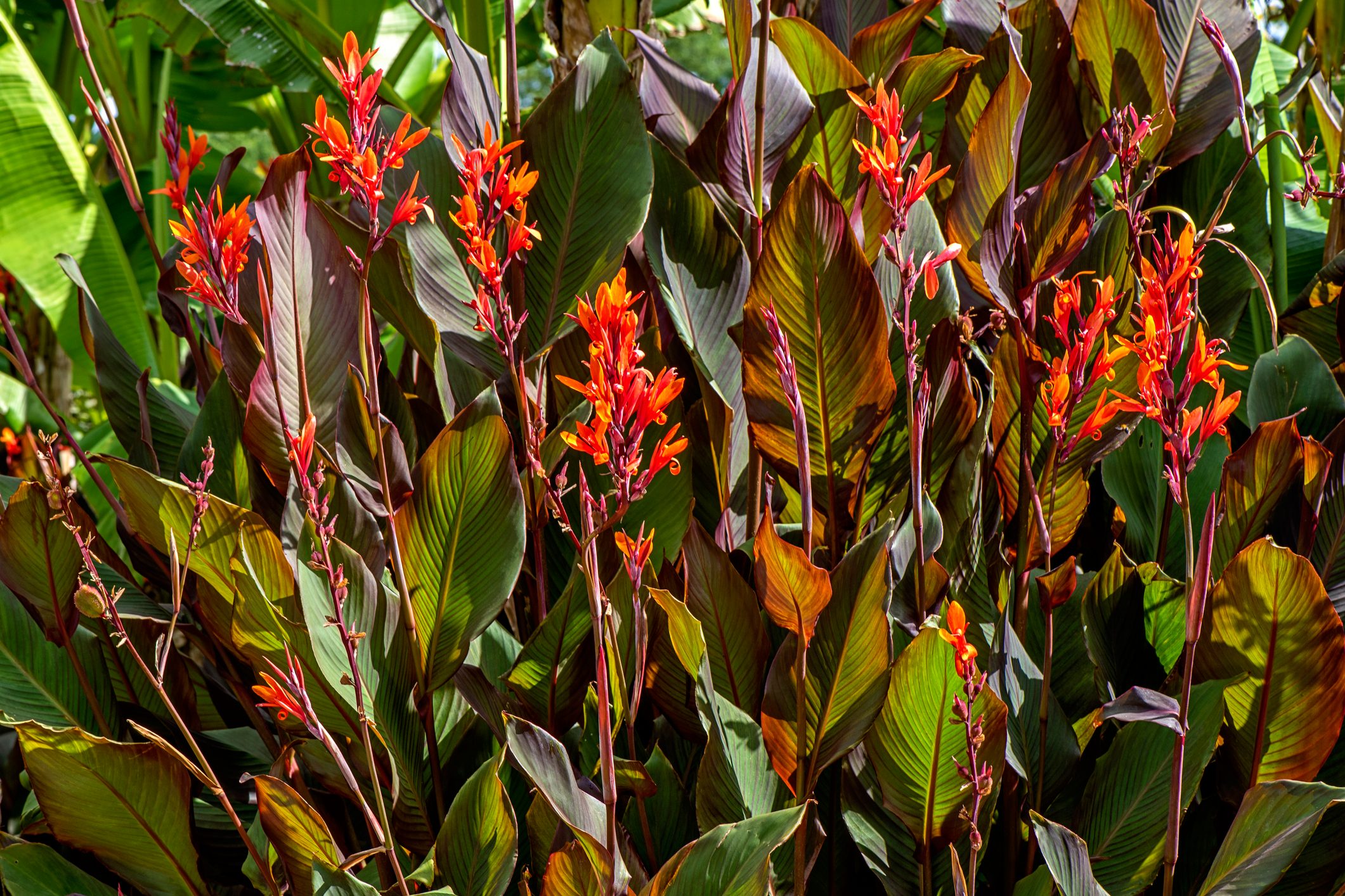 Beautiful vibrant coloured Cannas - Canna Lily orange flowers