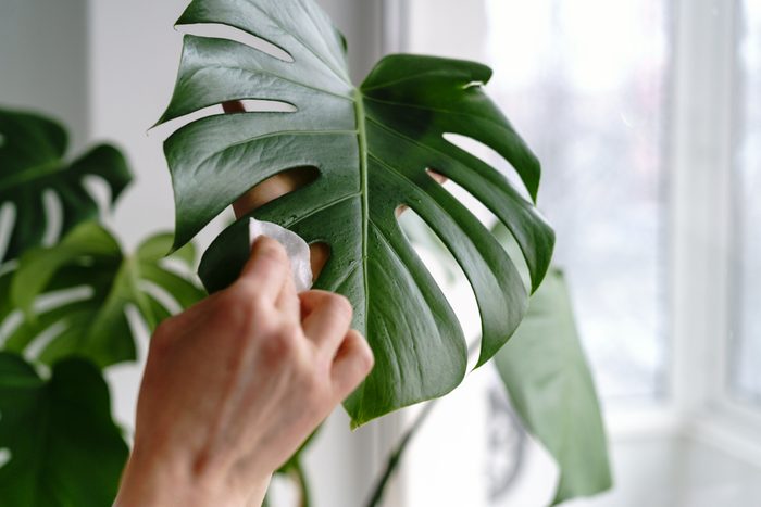 Woman hands wiping the dust from houseplant leaves, taking care of plant Monstera using a cotton pad