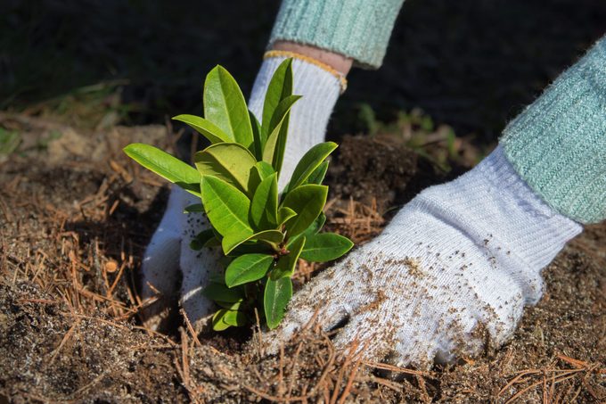 Gardener puts rhododendron bush in ground.