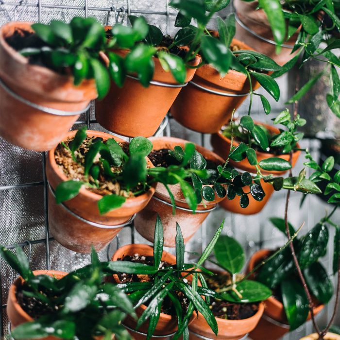 Indoor plant growing vertical garden