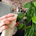 You Should Dust Your Houseplantsâ€” Here's Why