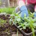 Gardening 101: How To Plant Flowers