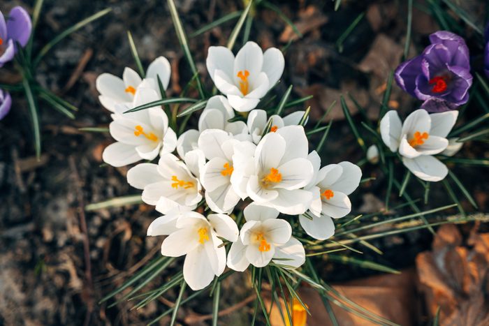 Colorful flowers in the spring