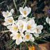 12 Best White Flowers for Your Garden