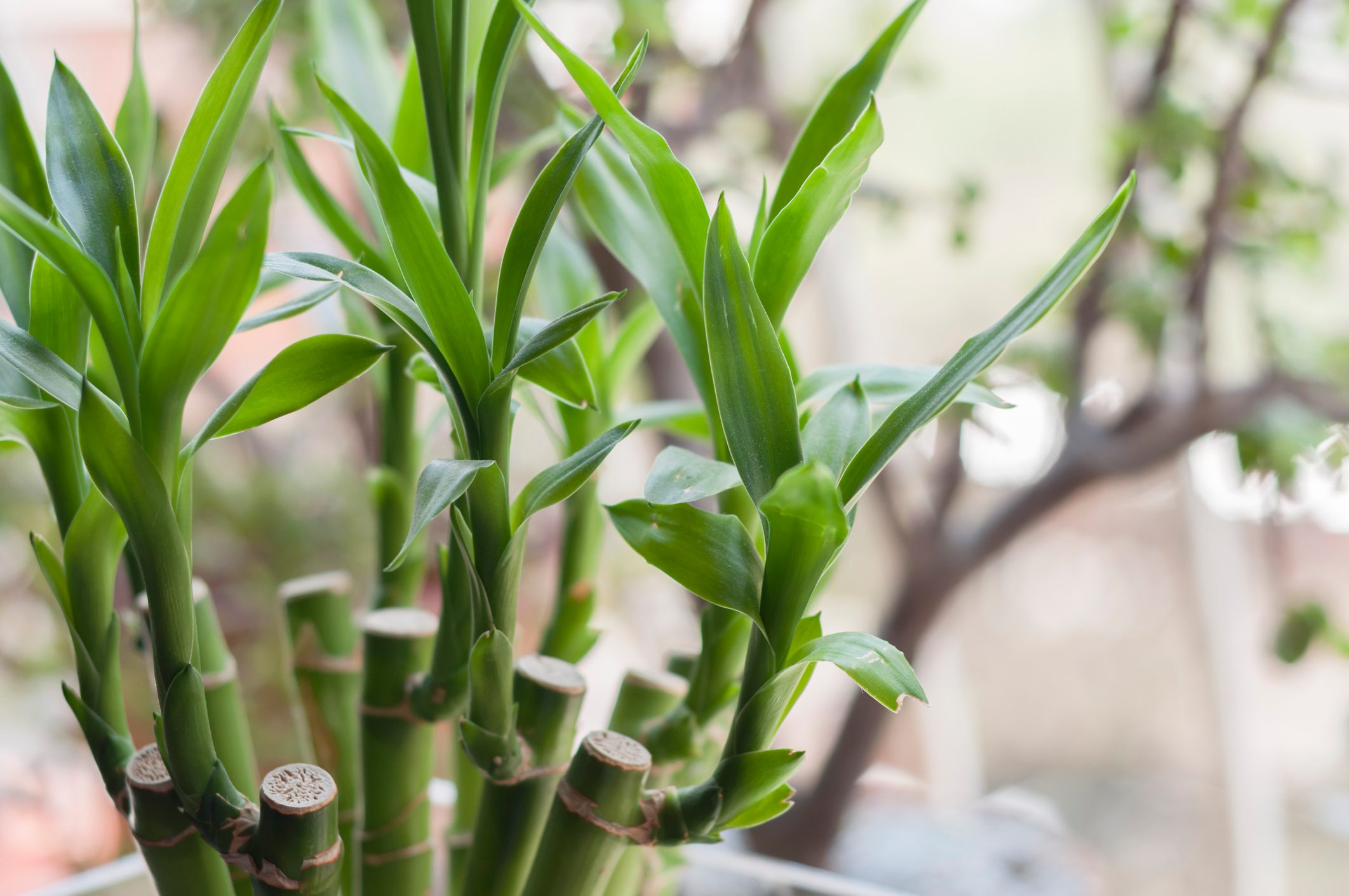 Lucky bamboo (Dracaena sanderiana) plant in a vase at home