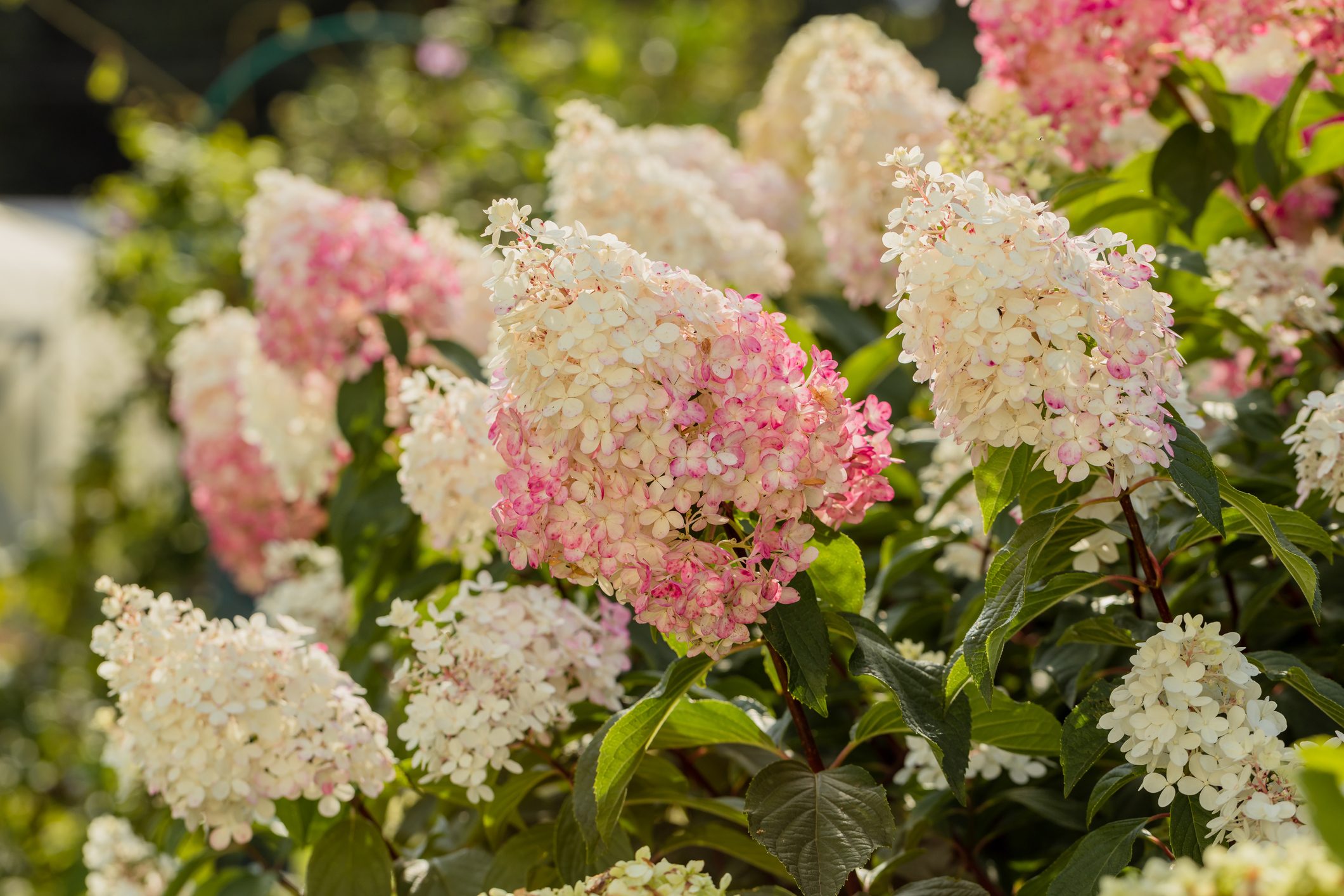 Hydrangea paniculata Vanille Fraise on a stem