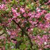 10 Types of Flowering Trees