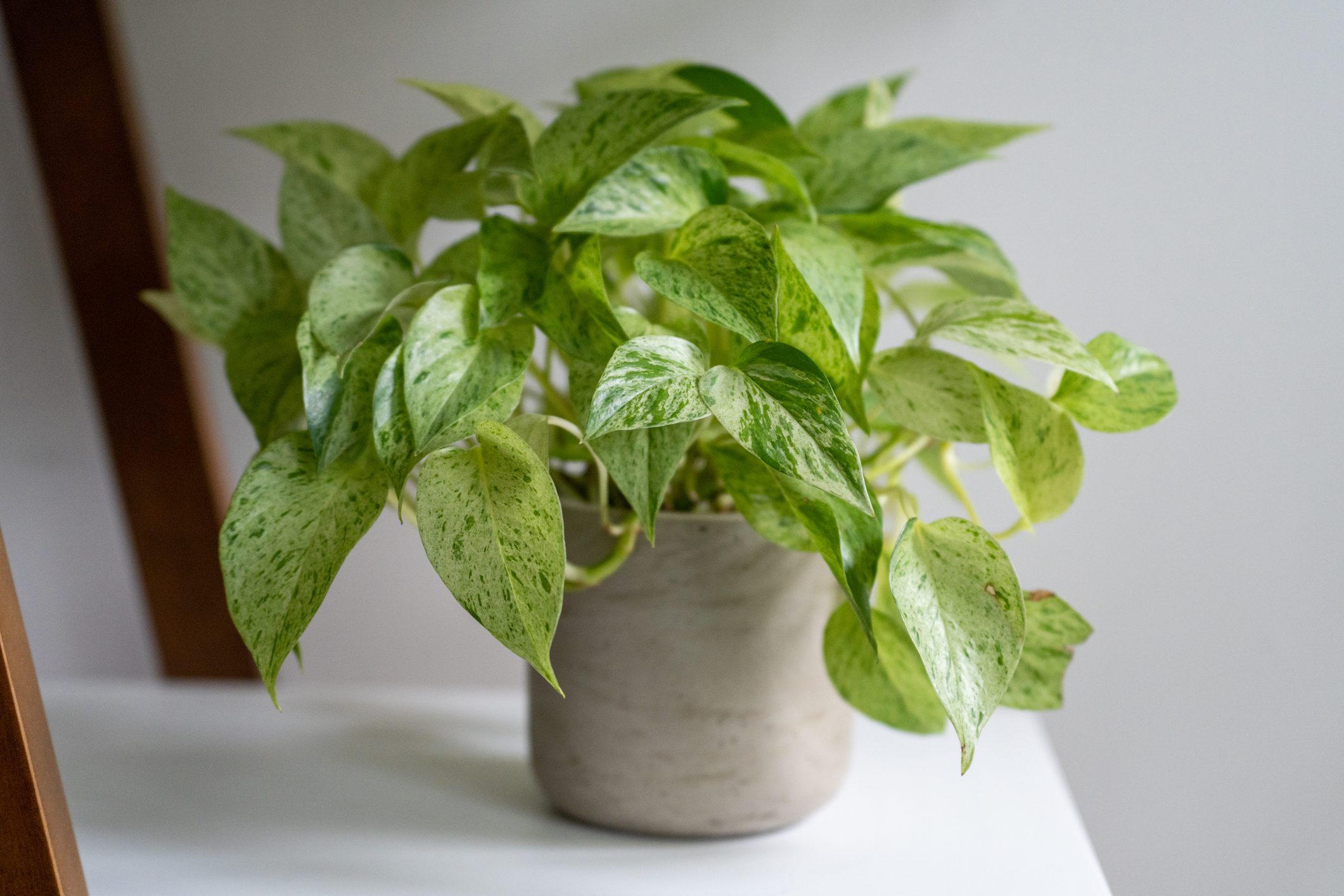 Variegated pothos plant sitting on the shelf in a gray pot