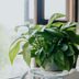 7 Houseplants That Don't Require Drainage