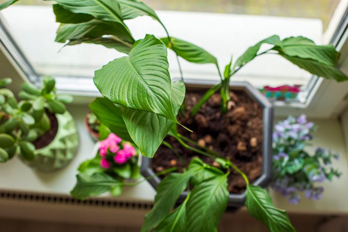Home plants spathiphyllum on the windowsill by the window