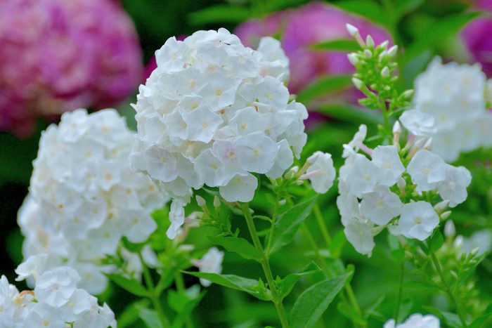 Phlox paniculata / Phlox / Garden phlox