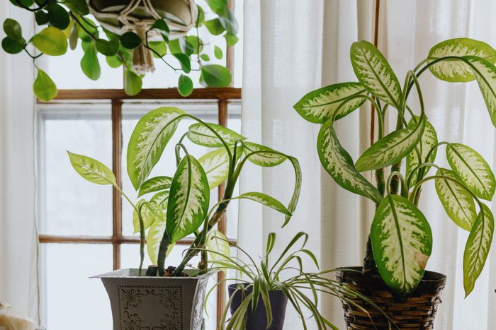 Leafy Houseplants Rest in Bright Spot Next to Window