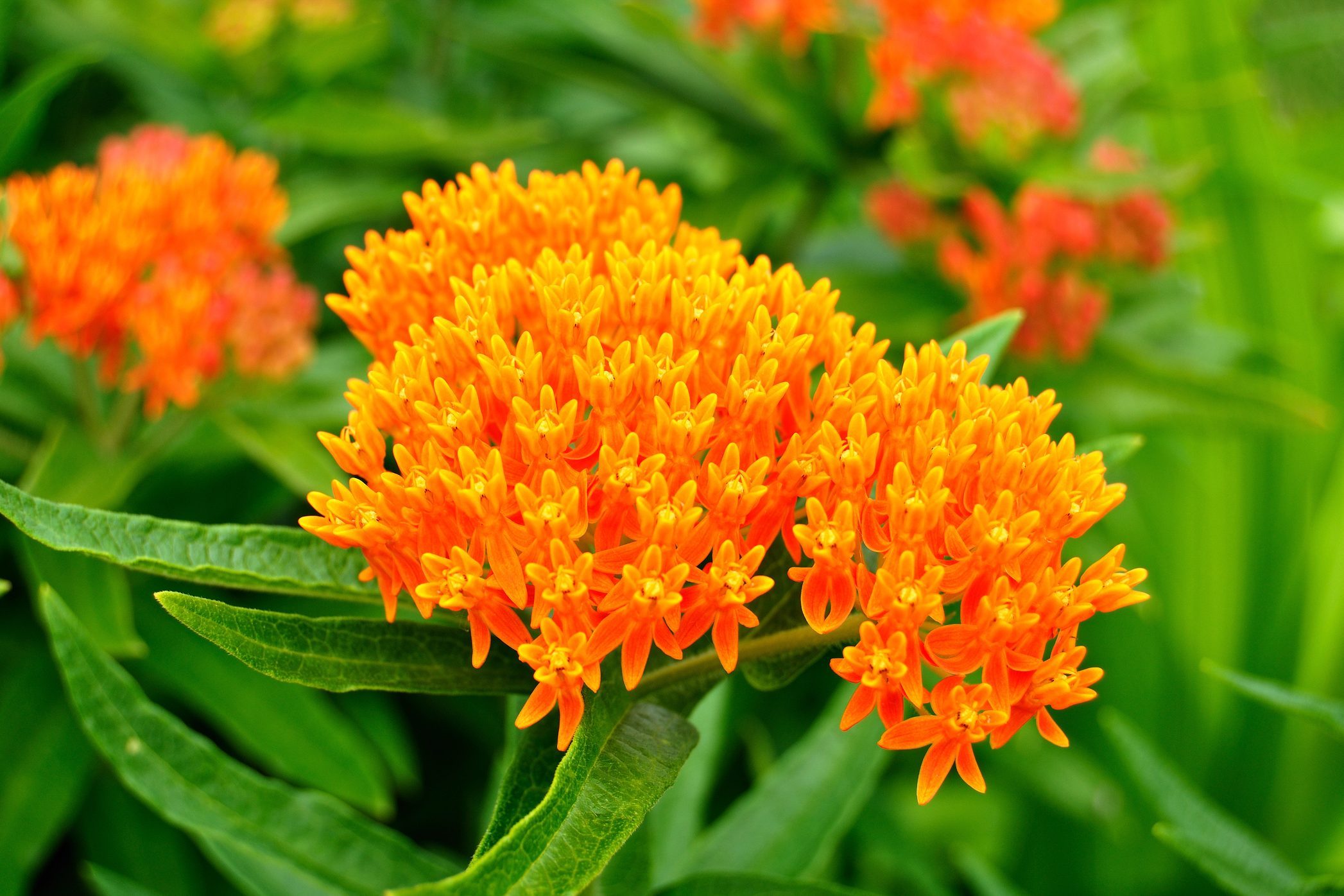 Butterfly Weed (Asclepias tuberosa) Milkweed Wildflower