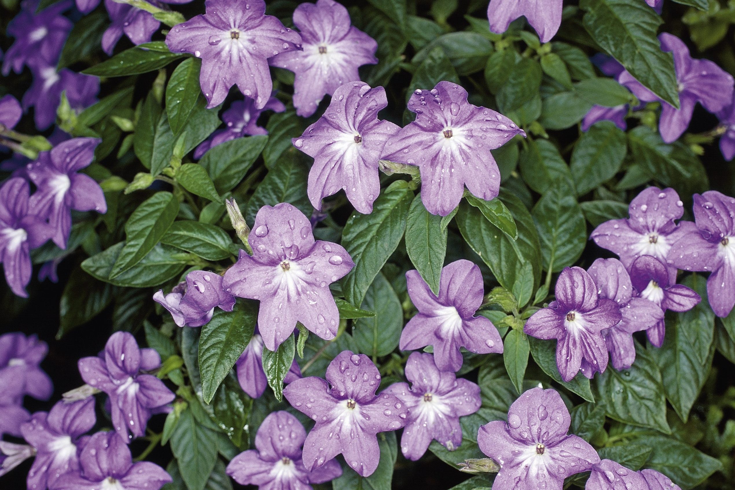 Amethyst Flower or Bush Violet...