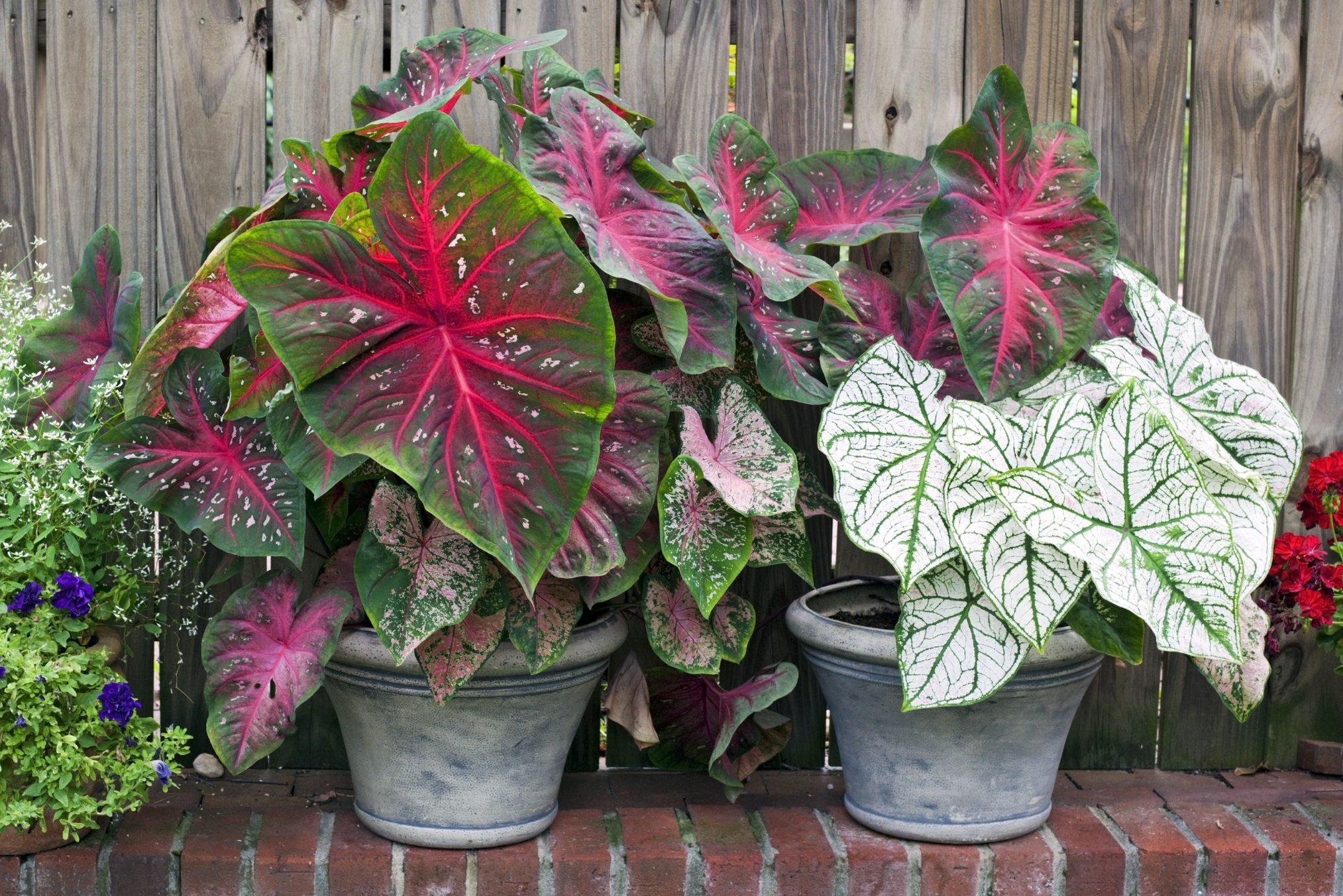 Two Planters with Caladium