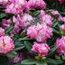 How To Plant and Care for Rhododendrons