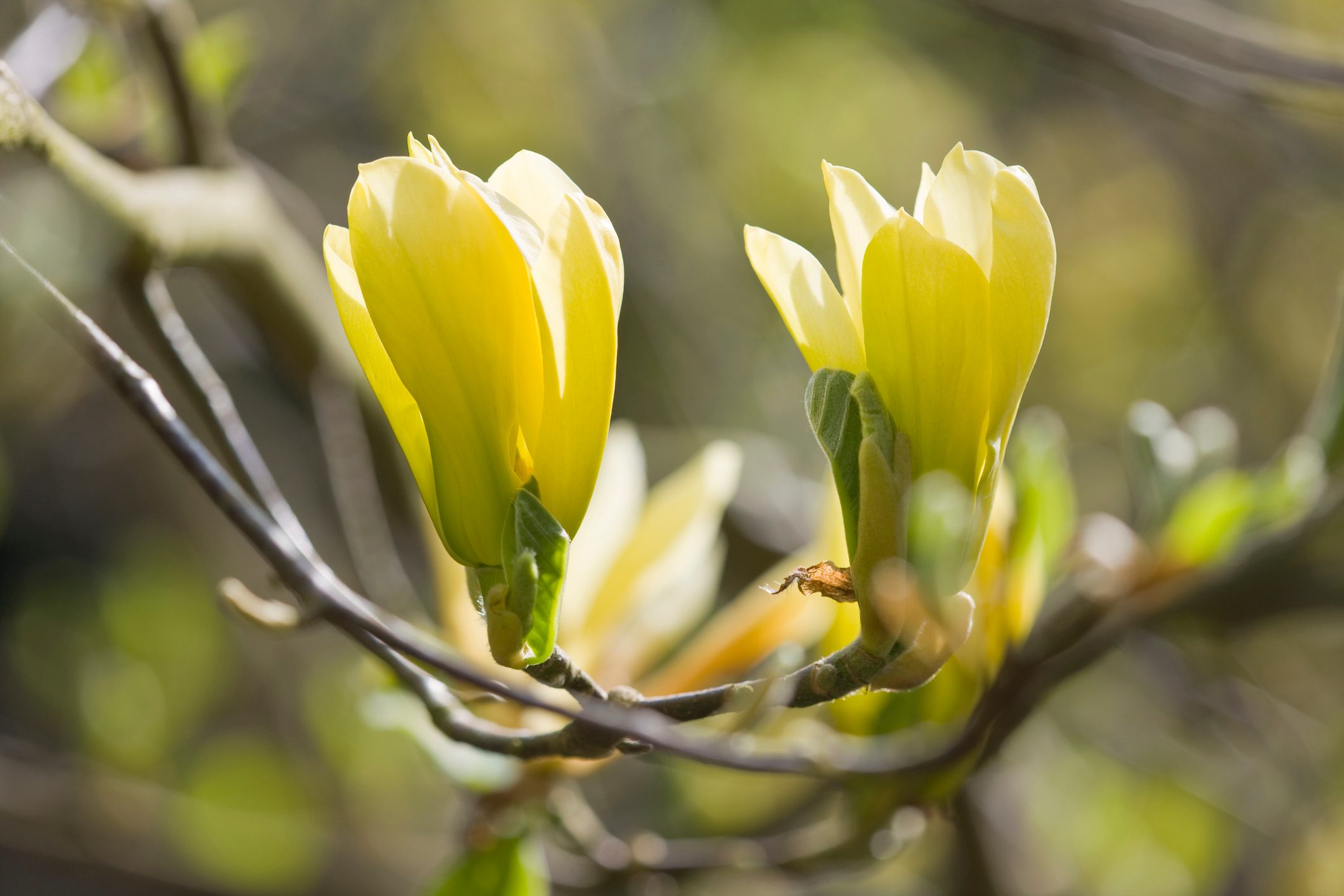 Flowering Garden