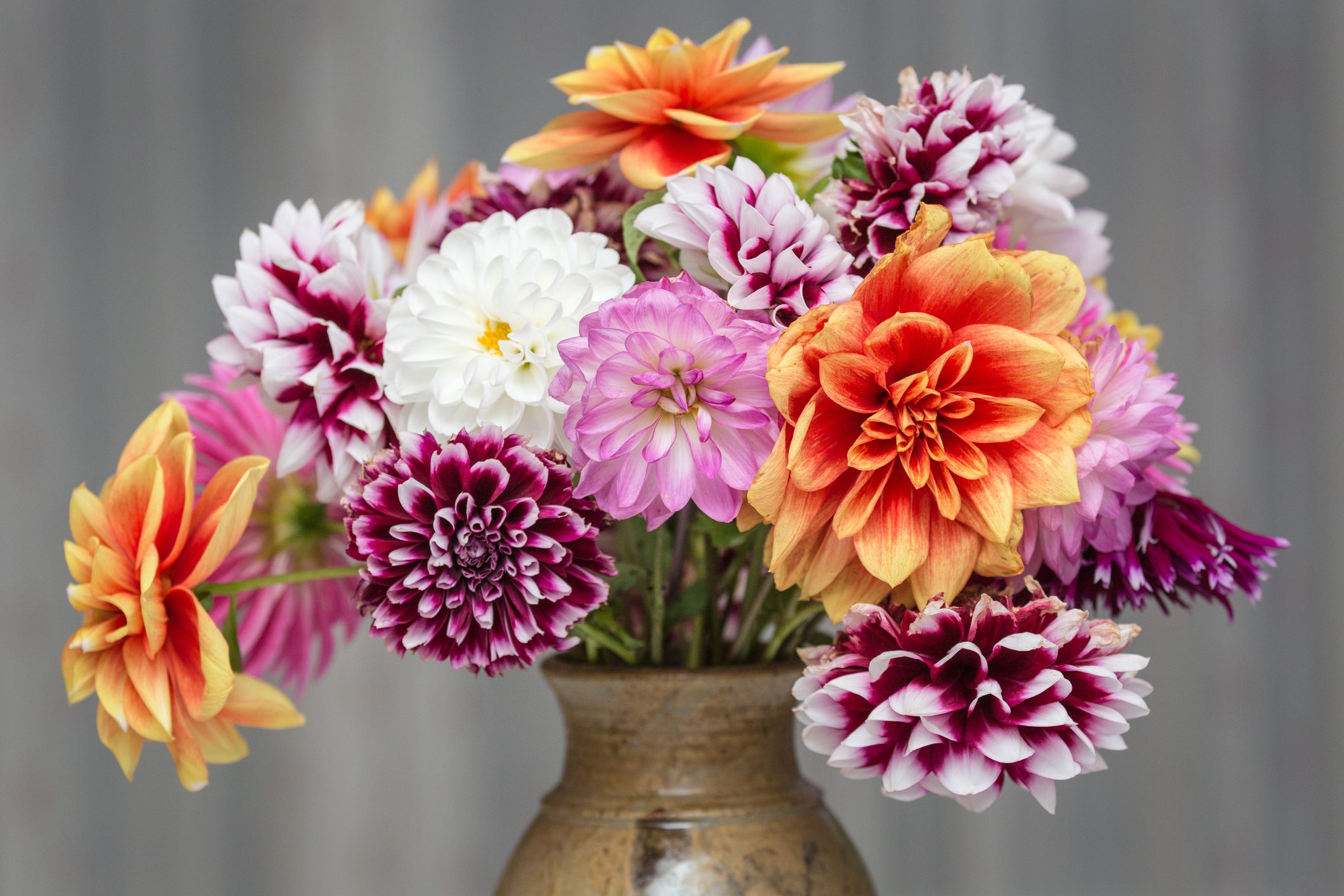 Close-Up Of Dahlia In Vase Against Wall