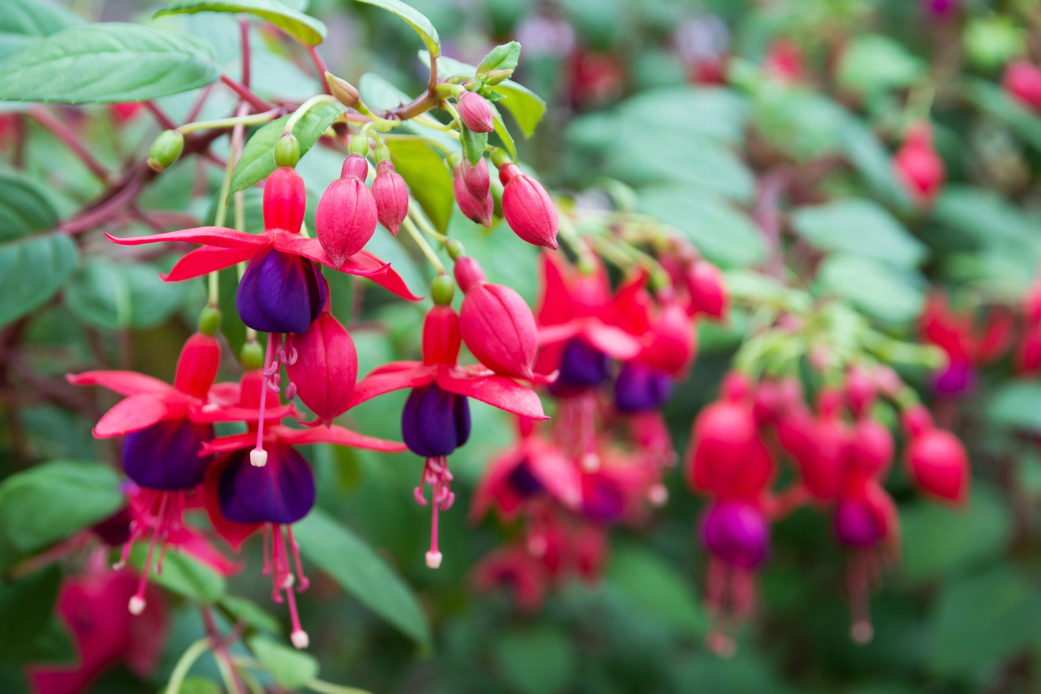 Fuchsia flowers.Beautiful fuchsia flowers in the garden