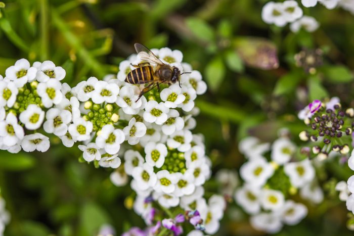 Little bee on alyssum flower