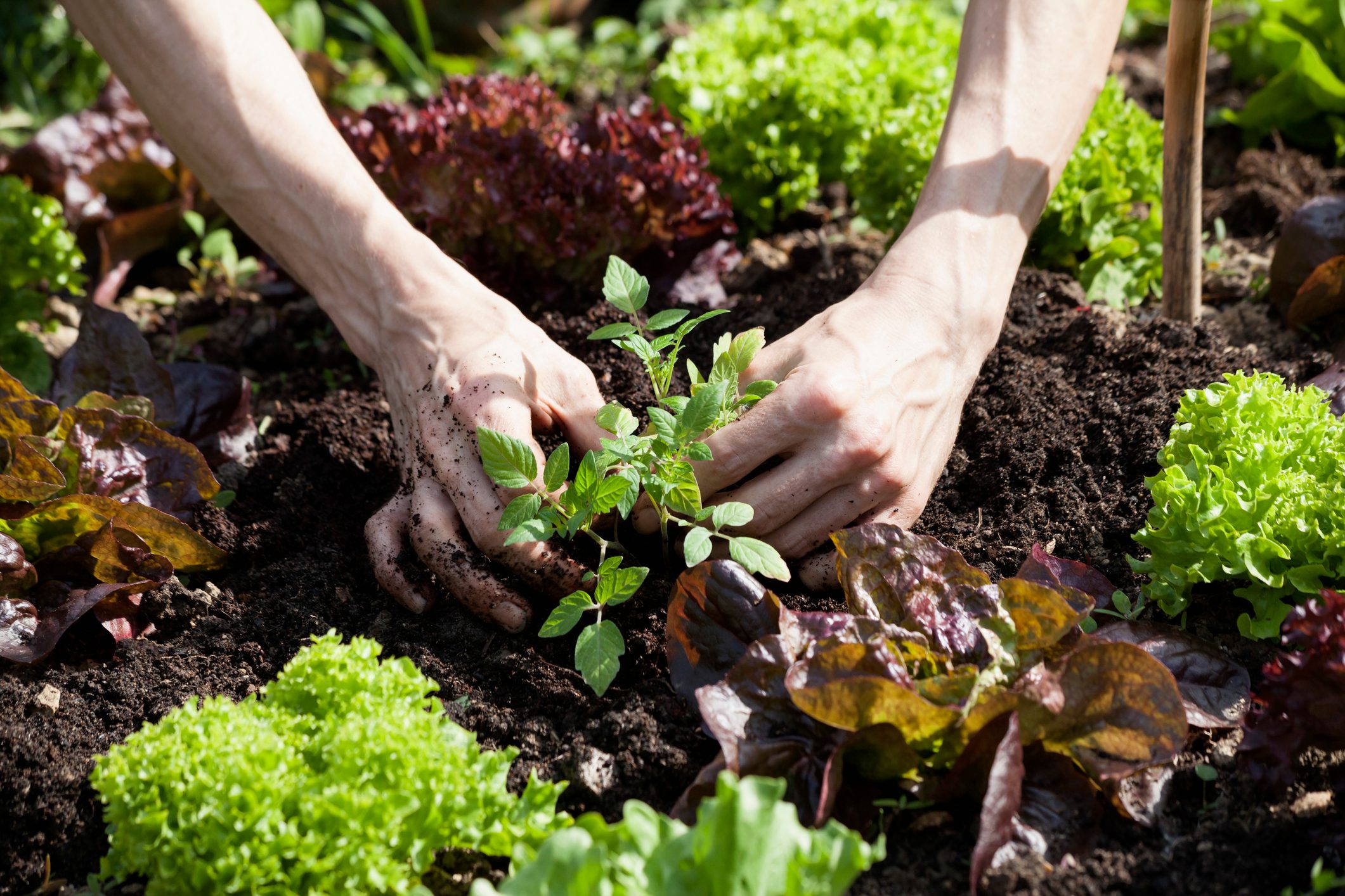 Man's hand planting tomato plant in a bed