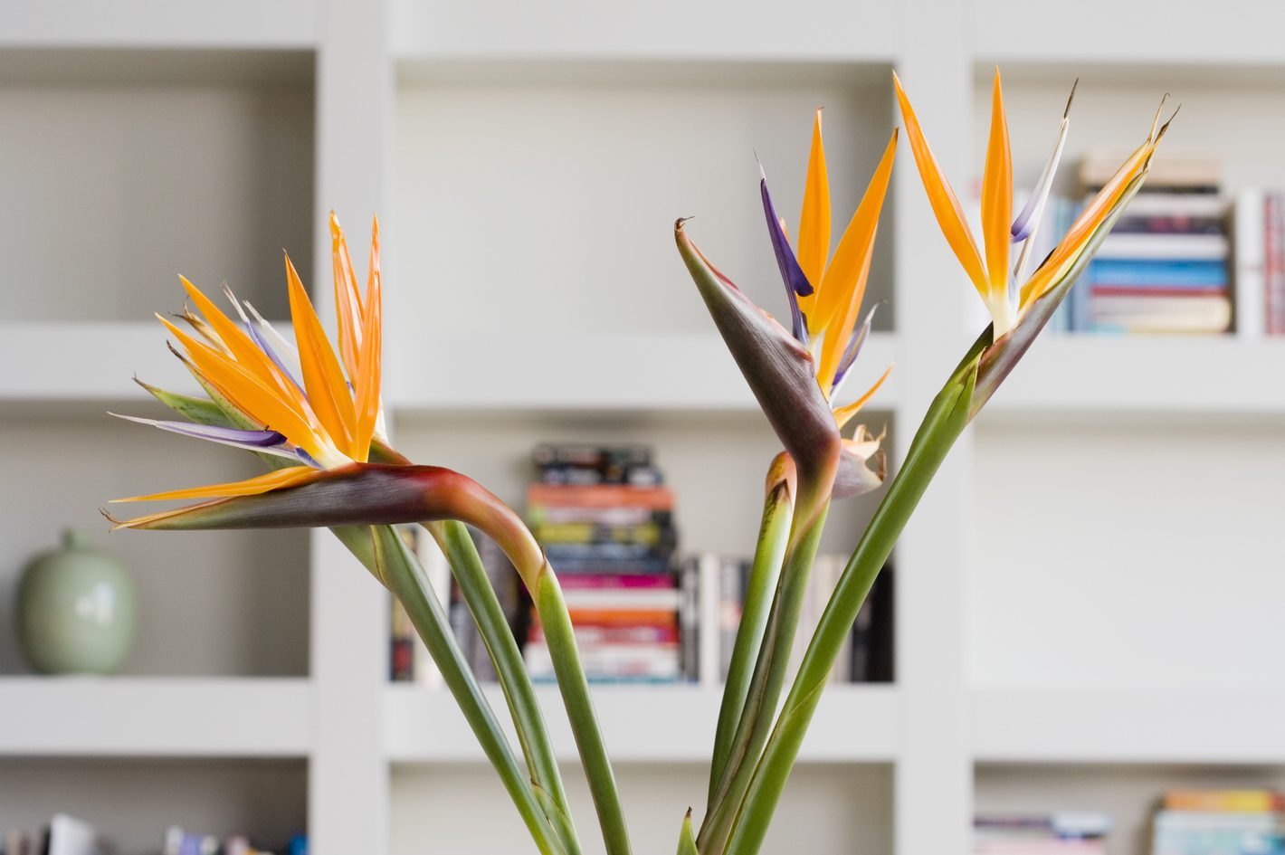 Bird of paradise flowers