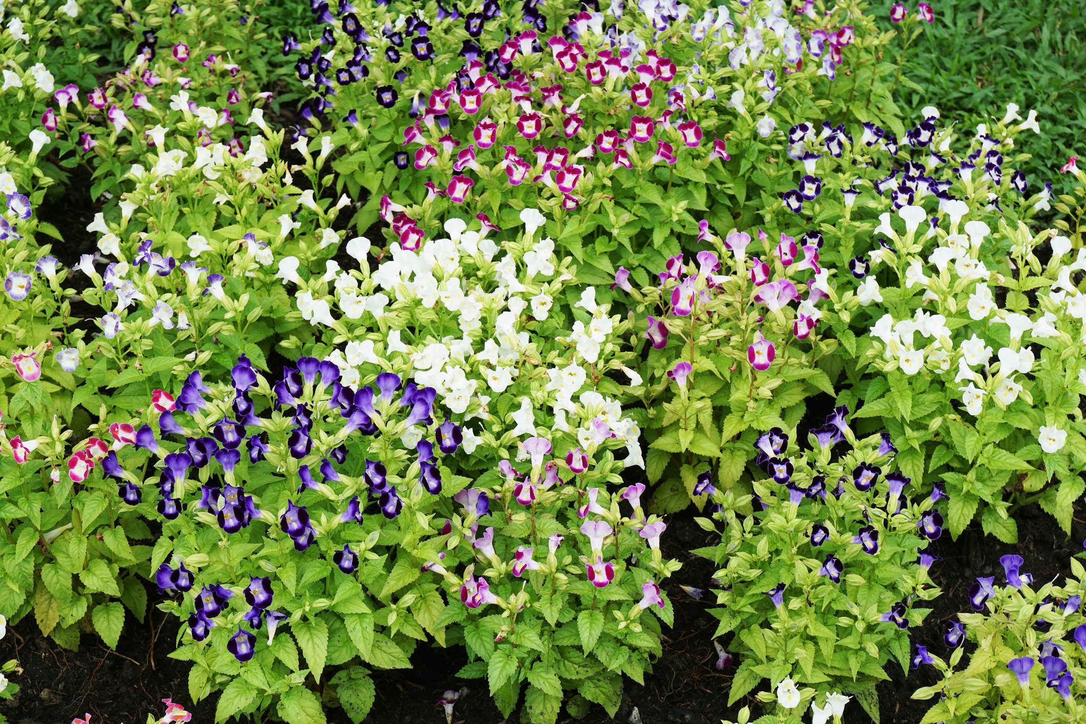 Torenia fournieri flower