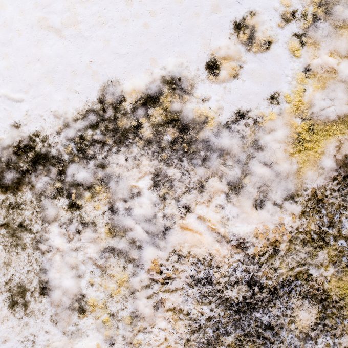 Gettyimages 925055716 Mold On Wall Credit 2ban