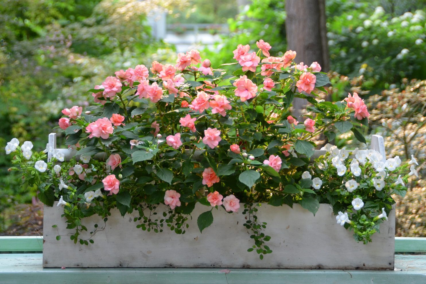 Rockapulco Tropical Shades Double Impatiens Susan Martin