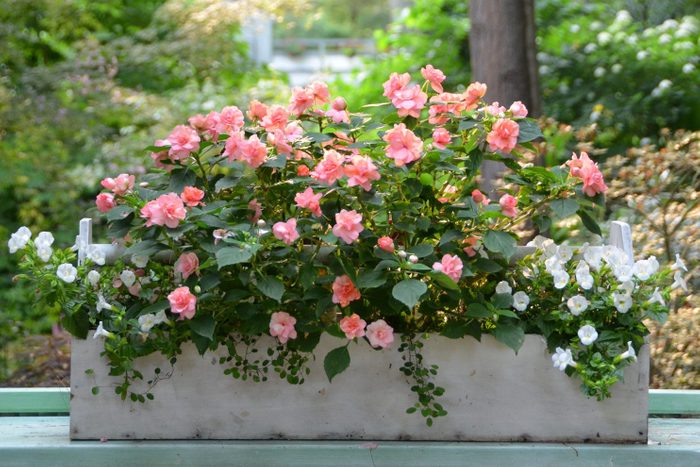 Rockapulco Tropical Shades Double Impatiens Susan Martin