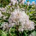 12 Shrubs for Full Sun