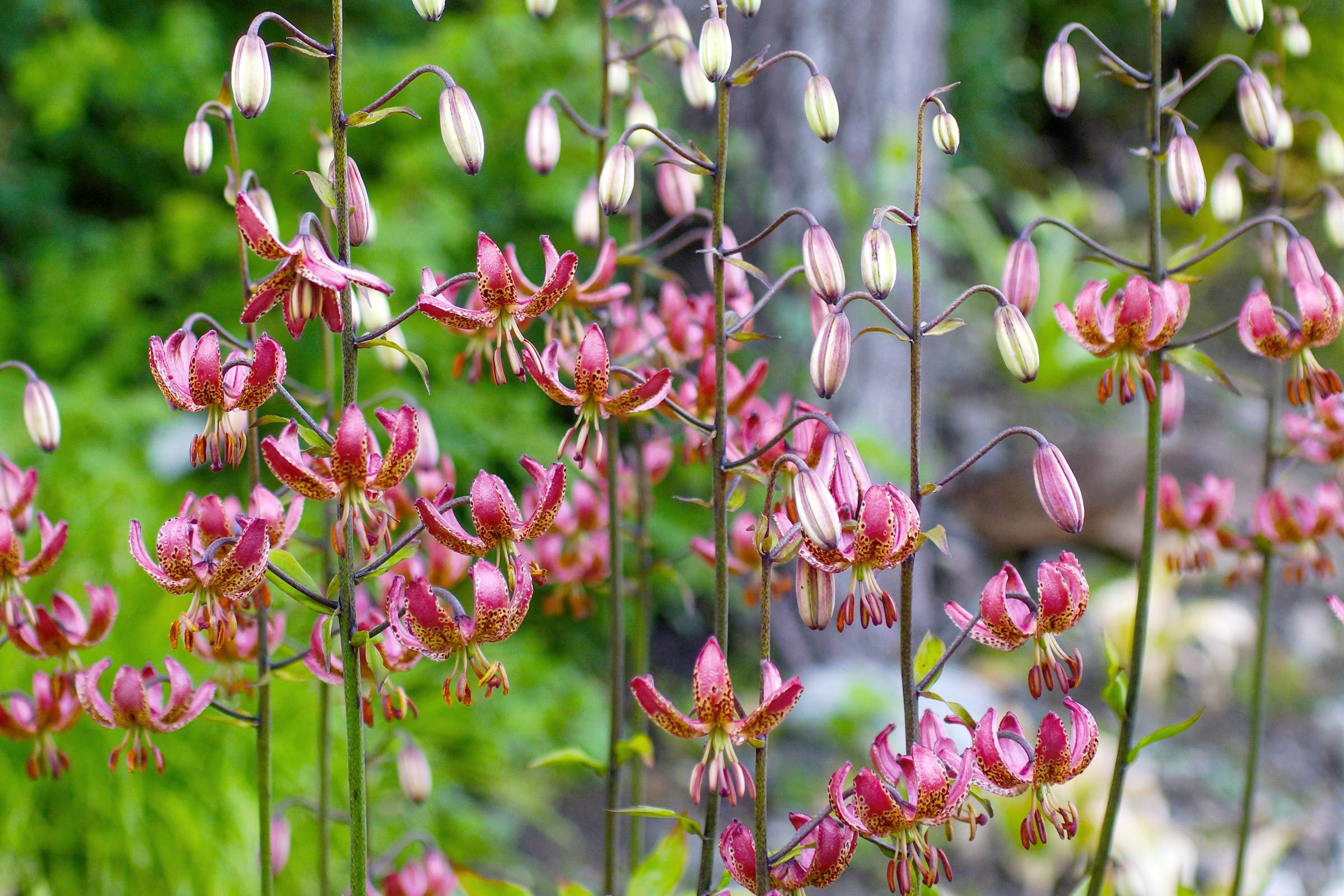 Martagon Lilies