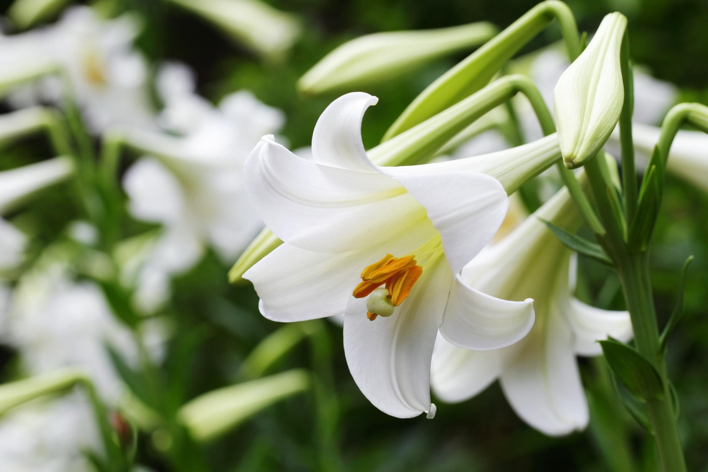 Easter Lily