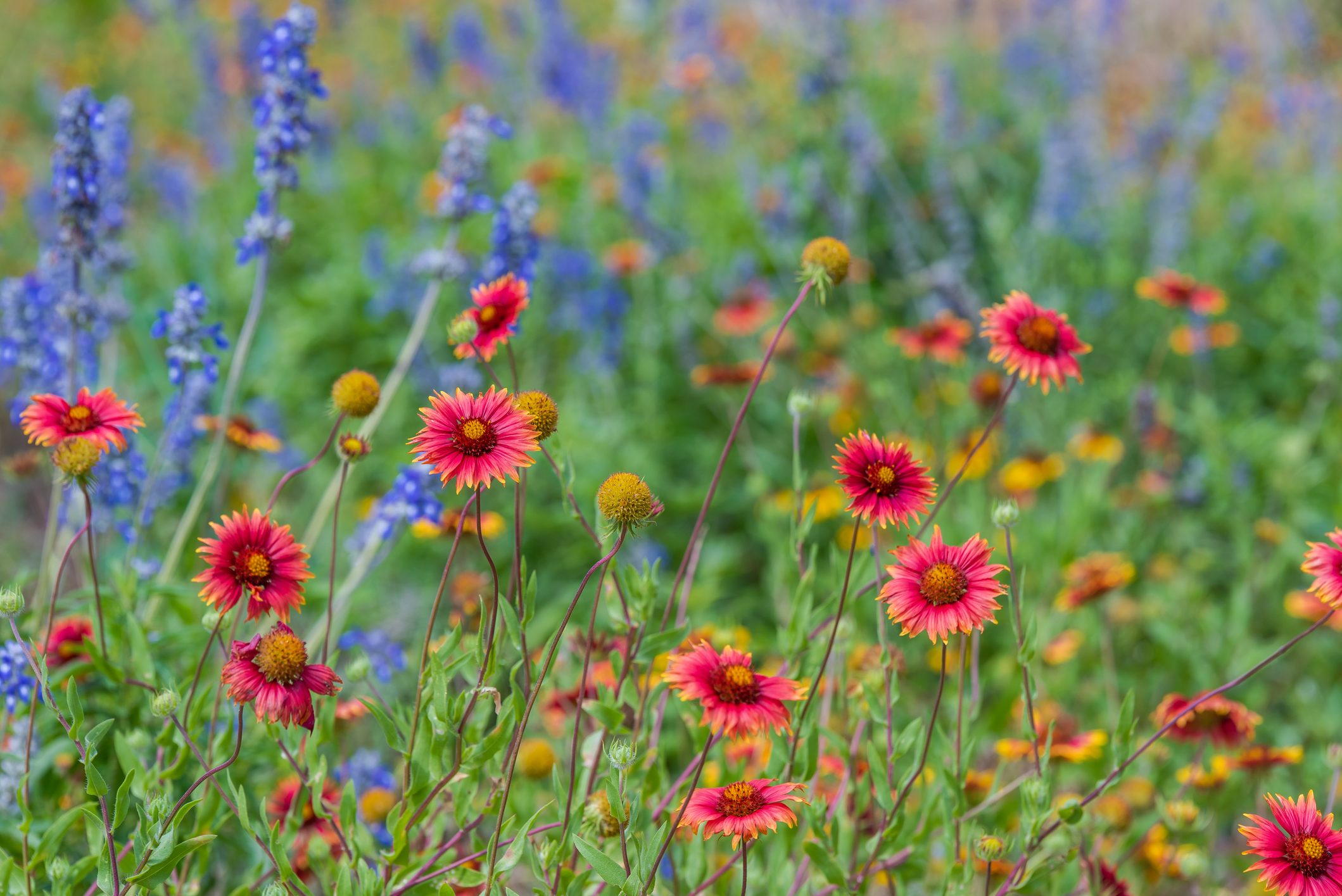 Texas spring wildflowers