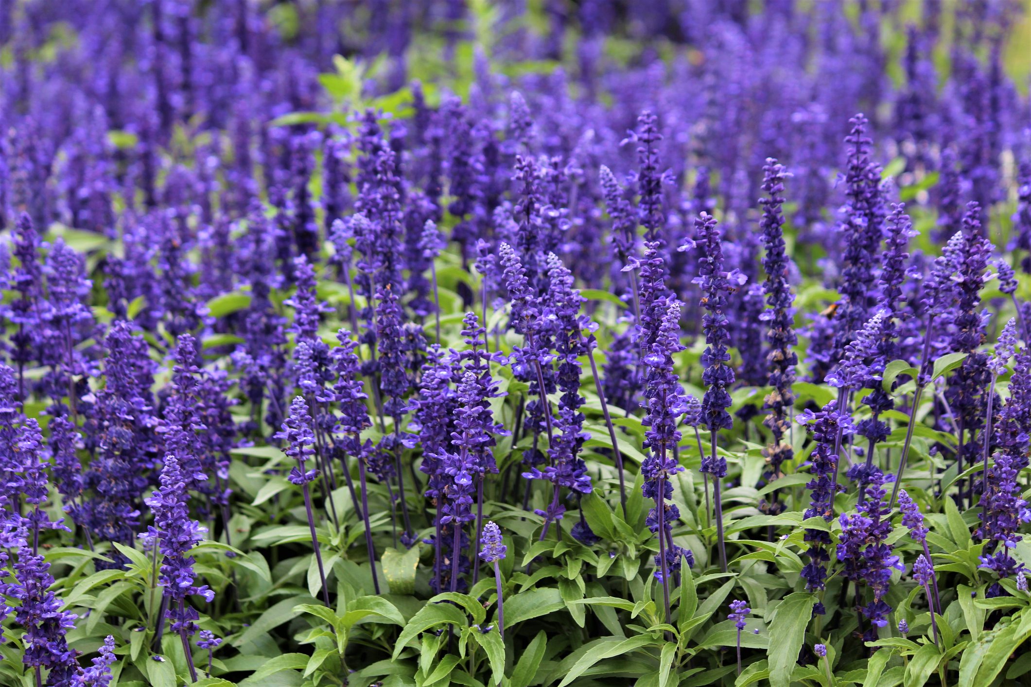 Purple Salvia Flowers In Ireland