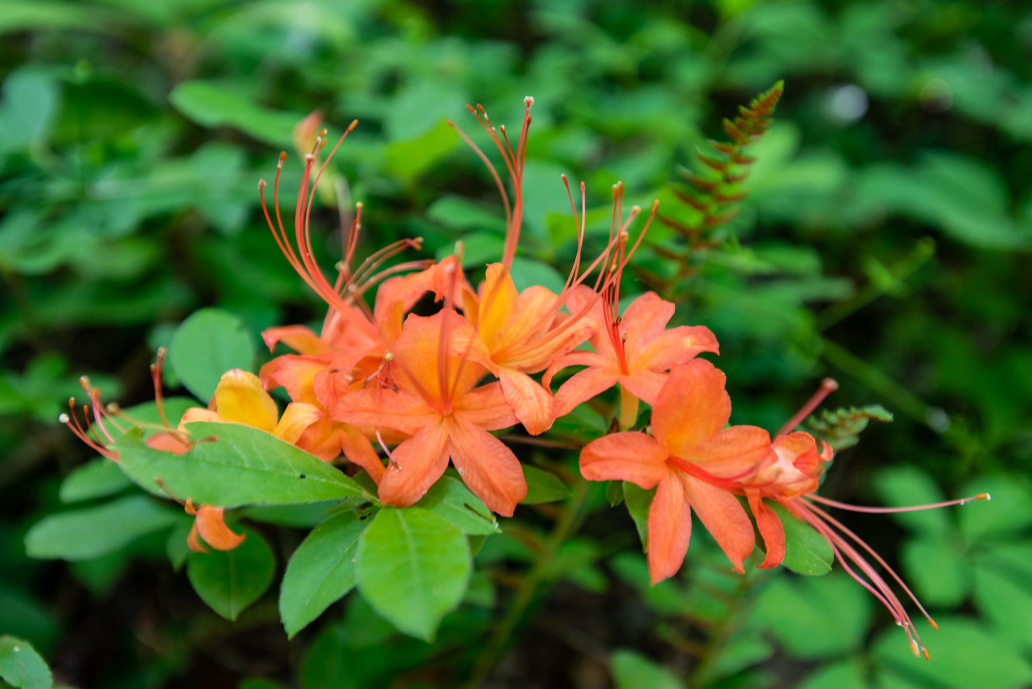 Orange Flame Azalea Bloom in Tennessee