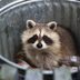 8 Warning Signs You Have a Raccoon Problem