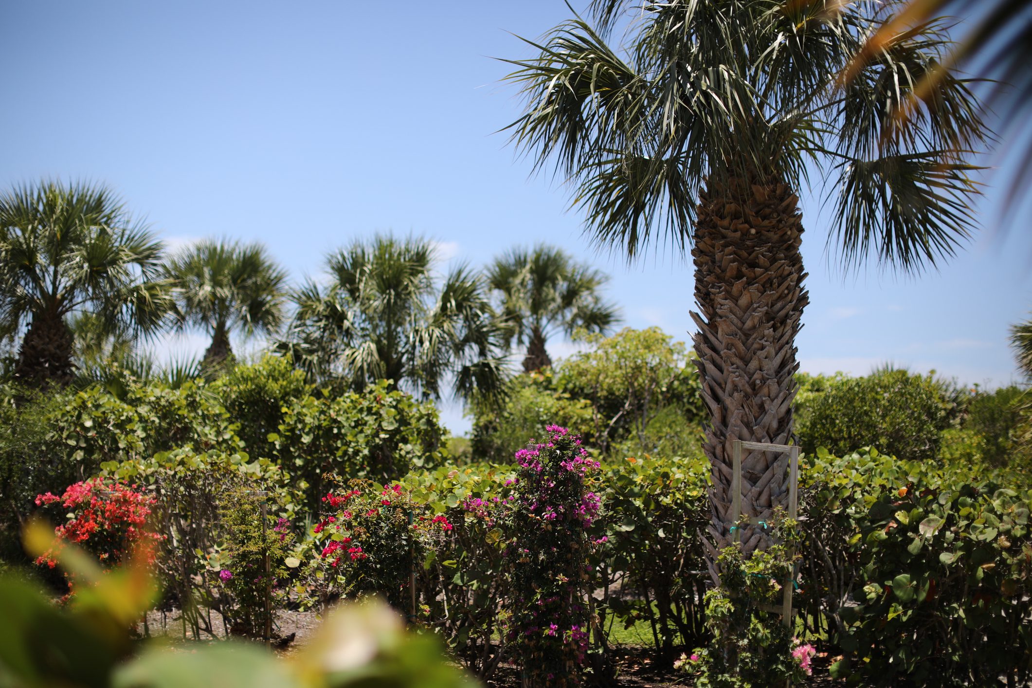 Native Plants of Sanibel in Southwest Florida